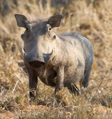 Fat warthog standing in dry grass