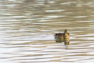 Mallard duck