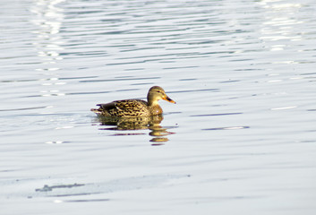 Mallard duck