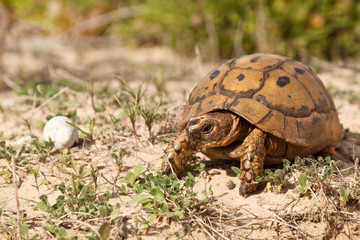Tortoise on a walk