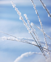 White snow winter reeds