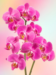 Orchid - obrazy, fototapety, plakaty