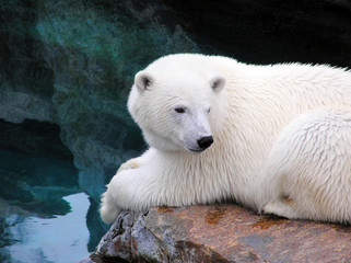 Resting polar bear