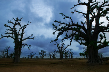 Africa Baobab trees in a cloudy day
