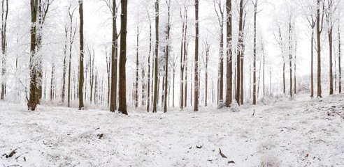 Winter beech forest