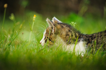 Kitten