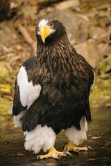 Proud eagle