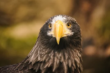 Foto op Plexiglas Proud eagle © tomaspic