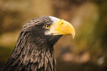 Proud eagle