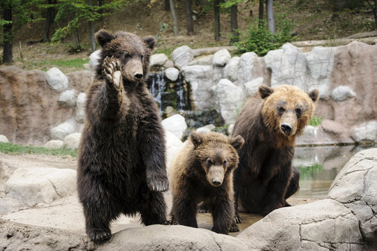 Kamchatka bear