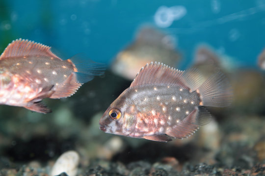 Uaru (Triangle cichlid) aquarium fish