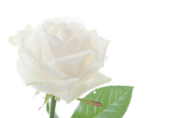 Fototapeta na wymiar White rose isolated on white.
