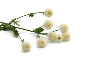 camomille