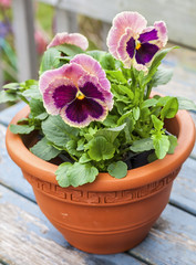 Pink Pansies