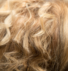 Fototapeta premium background of women's hair