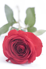 Naklejka premium rose
