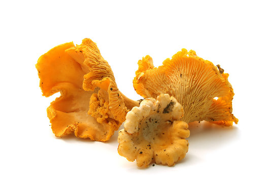 champignons