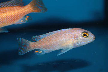 Morph of zebra mbuna (Pseudotropheus zebra) aquarium fish