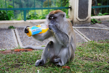 Monkey drinking lemonade