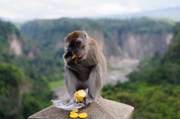 Hungry monkey