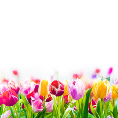 Colourful spring tulips on a white background © exclusive-design
