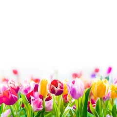 Gordijnen Kleurrijke lentetulpen op een witte achtergrond © exclusive-design