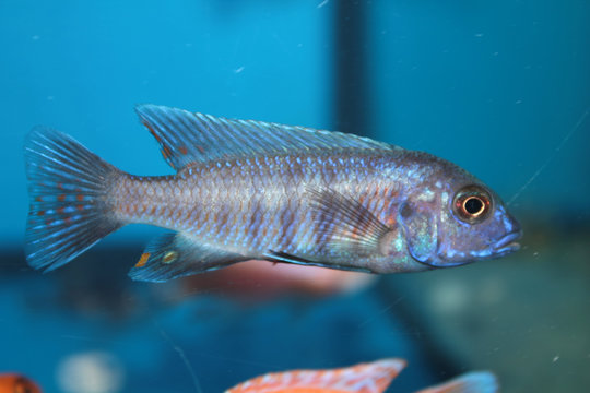 Blue morph of zebra mbuna (Pseudotropheus zebra) aquarium fish