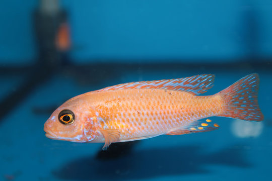 Yellow morph of zebra mbuna (Pseudotropheus zebra) aquarium fish