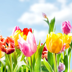 Fresh spring background of vibrant tulips