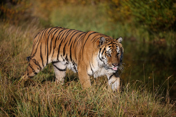 Fototapeta na wymiar Tygrys syberyjski spaceru wzdłuż strumienia