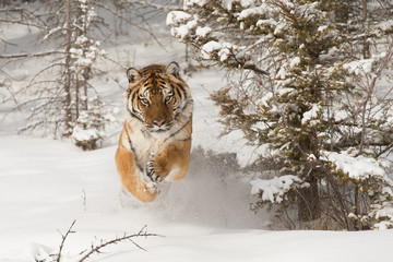 Tigre de Sibérie courant dans la neige