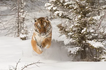 Photo sur Aluminium Tigre Tigre de Sibérie courant dans la neige