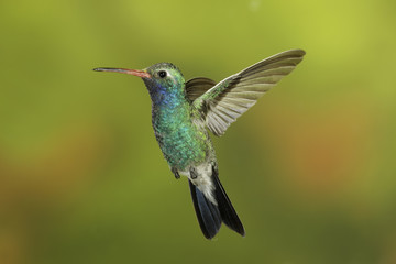 Fototapeta na wymiar Piękny Mężczyzna Szeroko zapowiadane Hummingbird w locie
