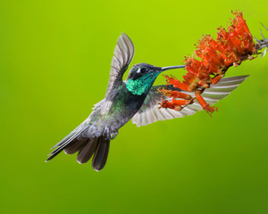 Male Magnificent Hummingbird