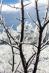 Blurred winter landscape seen thorugh iced-covered branches
