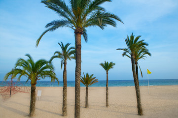 Fototapeta na wymiar Benidorm palm trees beach in mediterranean alicante