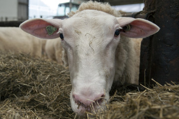 Portrait of a sheep.