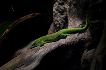 Green gekko reptile.