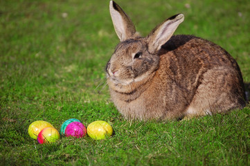 Osterhase mit eiern