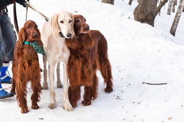 Three dogs standing