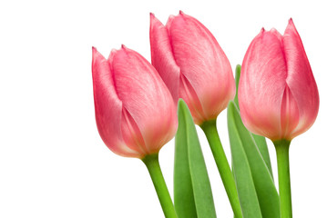 tulip flowers