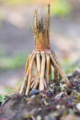 old dry roots of the plant in nature