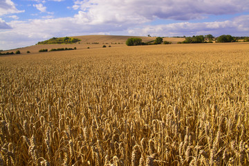 Wheat fields