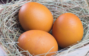 Macro shoot of brown eggs at hay nest in chicken farm