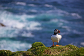 Puffin on a lookout