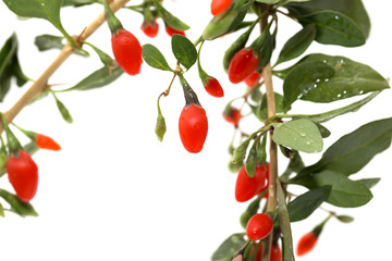 red chili pepper on the bush on a white background