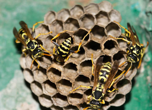 Wasps in the nest