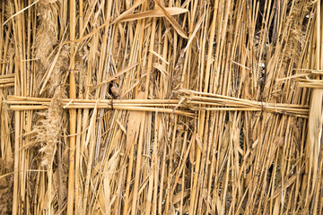 front view of cane dry, as a background