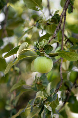 apples on the tree in nature