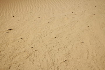 Australian desert
